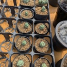 植え替えたり種準備したり