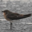Oriental Pratincole / ツバメチドリ  　2020.2022