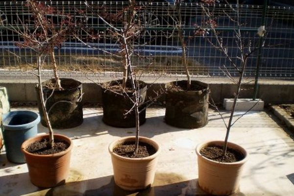 鉢植え果樹の土入れ替え 果樹栽培を中心としたブログ