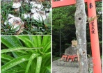 発見！