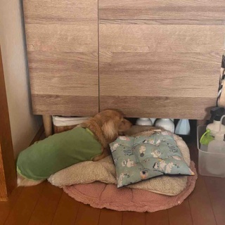 メルロコ一家の横須賀ストーリー