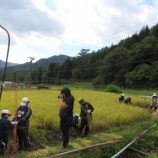 『稲刈り』の画像