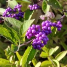 旅行前の渡航認証がうまくいきません