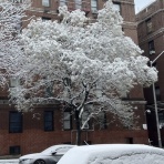 ニューヨーク最新情報。今日のNYを完全実況生中継でお伝えします!!!