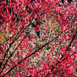『2026.3 ㊗満開【神代梅の里公園❹】/ 岡山県津山市神代』の画像
