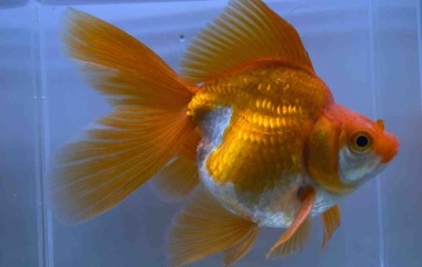 『🐟金魚•メダカ入舎情報‼️』の画像