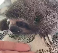 「生まれたてのナマケモノってこんな感じなんだ…」生後4日の赤ちゃん（動画）