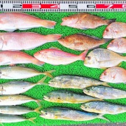 2025年8月3日　釣果