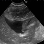 風の動物病院のブログ