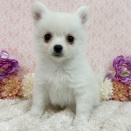 今週入舎の子達🐶🐾