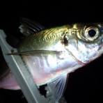  釣果で証明する釣りの理論 ── 私が思うところ。