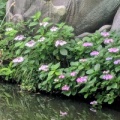 紫陽花が見頃！！