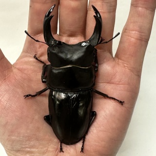 クワガタ自己満ラボ