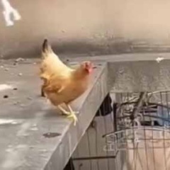 １羽のニワトリがベランダの外にいた。マジックハンドを使って捕まえようとする → ファッ！？…