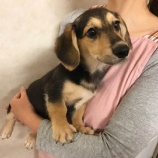 『【犬】4頭 保健所から受け入れました』の画像