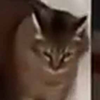 猫の動画 ねこわん！