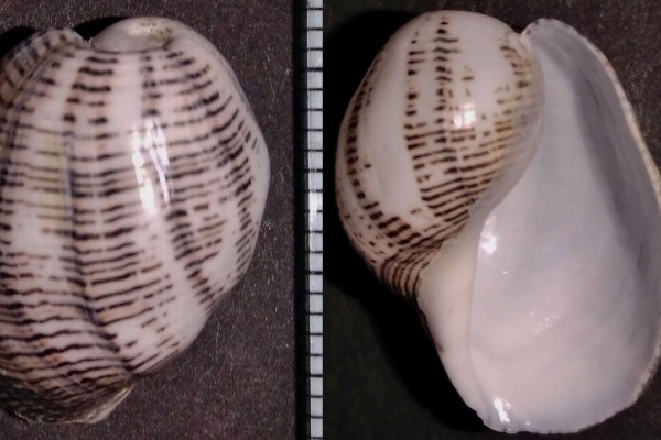 玄界灘、響灘の打ち上げ貝保管庫 - 巻貝