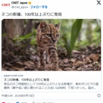 ネコの新種を南アメリカで発見　ティルカヨと名付けられる
