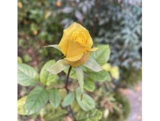 早咲き、遅咲き、狂い咲き