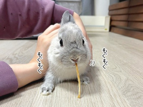 うさぎのルリとハムスターのプリン(1/11追記)