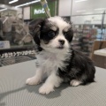 きょうのわんこ