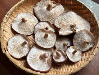 健診結果とシイタケ