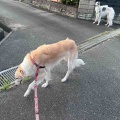 久しぶりの父ちゃん。