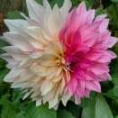 今年のダリア。1球で4種類楽しめる？