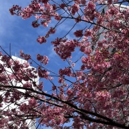 母の執念で晴れた日(笑)♪