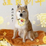 豆柴ぽんと北海道