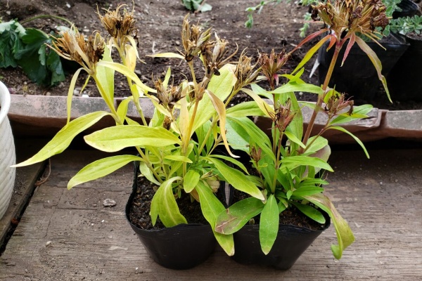 花壇と家庭菜園 手入れ記録 我が家のお花たち