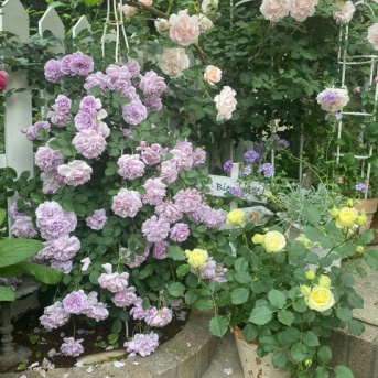 ＊迷って迷って決めたバラ&ビオラアイクルール