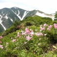 ヒメサユリ咲く朝日連峰縦走登山　1日目は大朝日岳