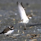 『投稿：珍鳥ハジロコチドリ　2025/03/23』の画像