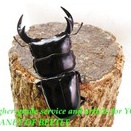 〇メトクD.アンタエウス＼(^o^)／