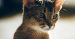 病気がちでも17歳まで生きてくれた猫の家族記念日
