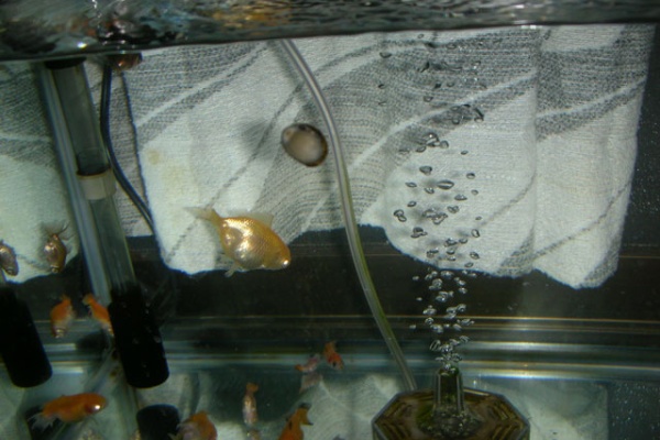 Elbowdropの徒然なるがままに 金魚