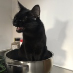 のっぴきならない。