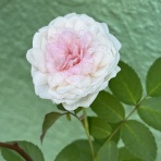 薔薇の香りに誘われて