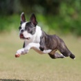 7-30-1　甲斐　イギーちゃん　1歳　南あわじドッグラン・飛行犬撮影所にて