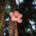  「世界最大の花」ラフレシアの生え方が結構不気味・・・