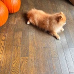 森の日曜日の看板犬もものblog