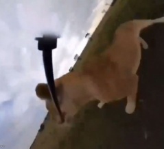 野生のライオンがカメラを盗み出した結果→見たことのない映像が録画されていた