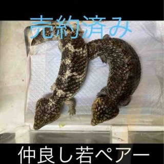 大型熱帯魚屋  ZEEBRA