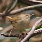 『投稿：BORGによる野鳥３種　2021/01/21』の画像