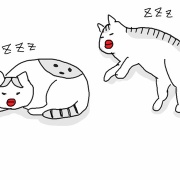 猫の健康診断でまさかのAdo登場
