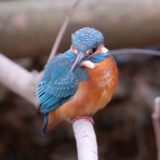 公園の野鳥 in 神戸