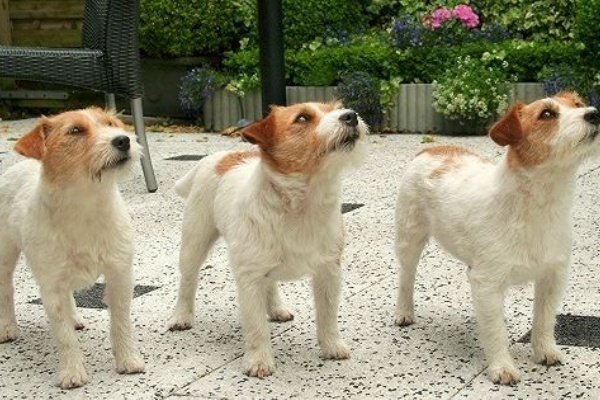 いくつかの国で禁止されてる犬 Top10 海外の反応 外人の反応にニヤニヤする 倉庫