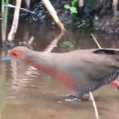 野鳥クイナ&ヒクイナを撮る🪿🐦（多々良沼公園）