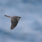 UYANのフィールドノート